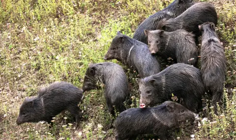 Глигани отложиха мач в областна група Пазарджик - 1