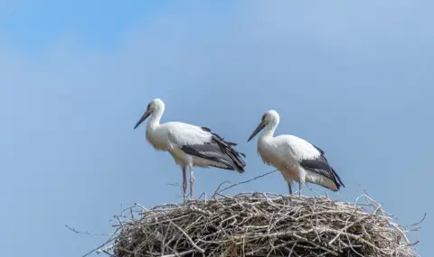 Първите щъркели поеха на Юг (ВИДЕО) - 1