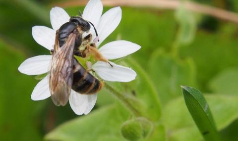 Пчелар обясни защо измират пчелите - 1