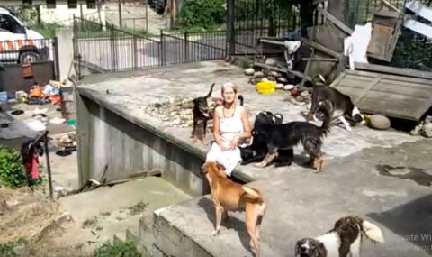 Глутница кучета нападна бременна и дете в Костенец - 1