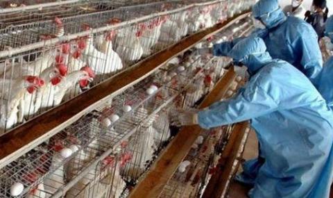Нов случай на птичи грип в Китай - 1