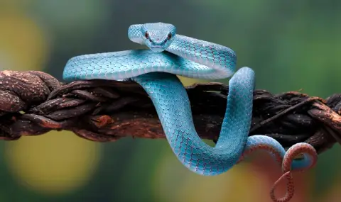 Питомна усойница избяга от терариума си в Москва и ухапа собственичката си - 1