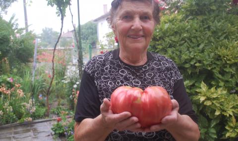 Баба Мария от село Сива река отгледа гигантски домат - 1