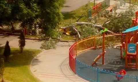 Дърво падна до детска площадка в Благоевград - 1