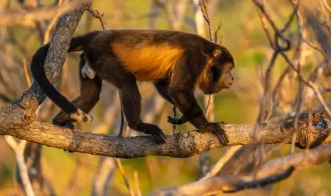 Мъртви маймуни падат от дърветата заради жегата в Мексико (ВИДЕО) - 1