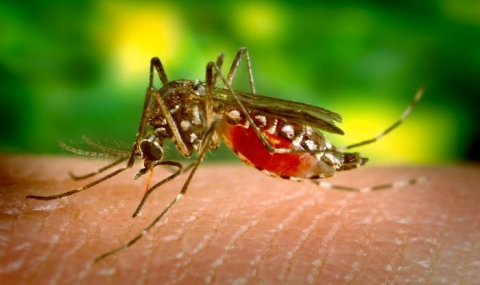 Кои са най-честите жертви на комарите? - 1