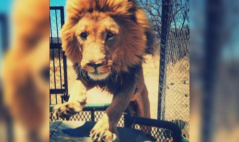 Лъв нападна и завлече в храстите собственик на природен парк (ВИДЕО + СНИМКИ) - 1