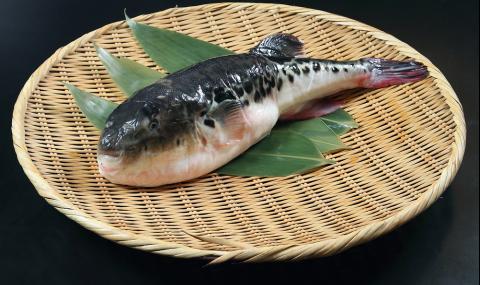 Появи се нов, хибриден вид фугу, който ужасява японските готвачи - 1