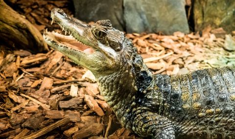 Нагли посетители в Природонаучния музей в Пловдив хвърляха мокри кърпички в терариума на крокодила (ВИДЕО) - 1