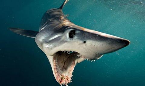 Да спасим тези невероятни акули (ВИДЕО) - 1