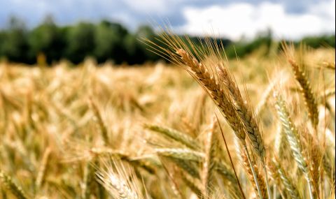 Русия блокира износа на пшеница - 1