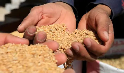 Казахстан няма да внася пшеница още 6 месеца - 1