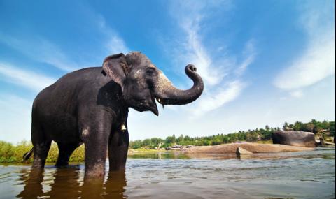 В Индия спасяват слоновете от влакове - 1