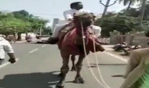Политик яхна камила. Бензинът е скъп - 1