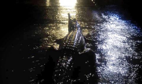 Апокалиптично! Крокодили по улиците в Австралия - 1