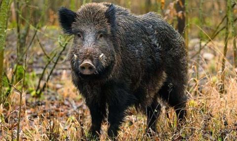 Днес се открива груповият лов на местен дребен и едър дивеч и груповия лов на дива свиня - 1
