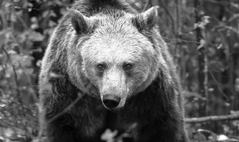 Почина една от най-старите обитателки на парка за мечки Белица - 1