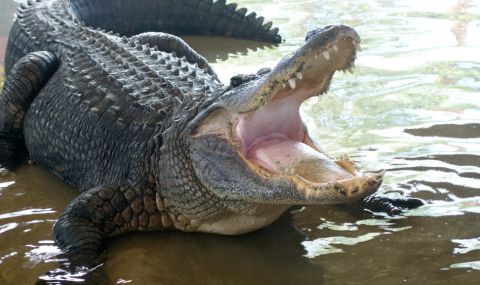 300-килограмов алигатор нападна и уби мъчително възрастна жена във Флорида (ВИДЕО) - 1