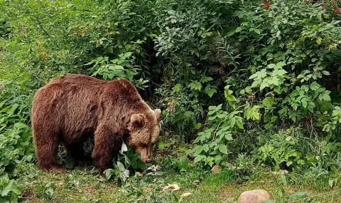 Мечките се събуждат от зимен сън: Паркът в Белица отваря врати на 1 април - 1