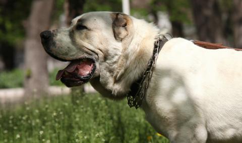 70-килограмово куче разкъсало възрастна жена, последици няма - 1