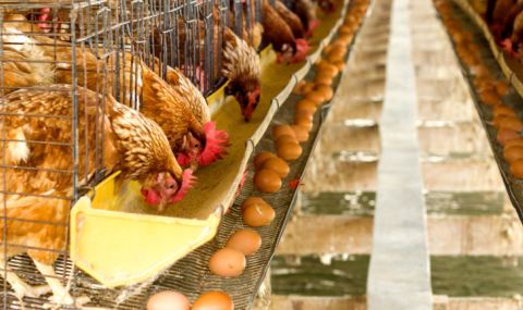 Във Великобритания възникна недостиг на кокоши яйца - 1