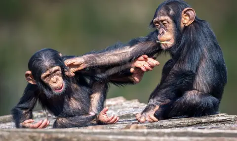 Ново изследване изведе удивителен признак, по който си приличаме с шимпанзетата - 1