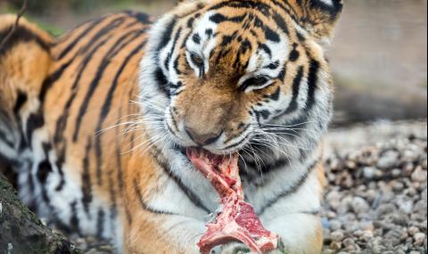 Тигър уби пазач в зоопарк - 1