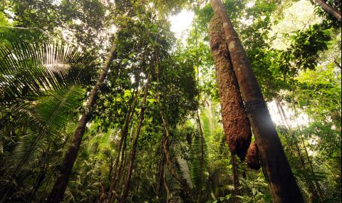 Учени откриха удивителен рекордьор в Амазонската джунгла (СНИМКИ) - 1