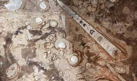 Откриха фосили от предци на октоподите в Централна Англия - 1