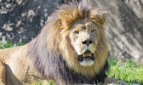 Lion shot after escaping from zoo and attacking man   - 1