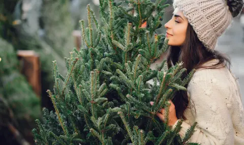Изкуствена или естествена: Каква елха да изберем за Коледа - 1