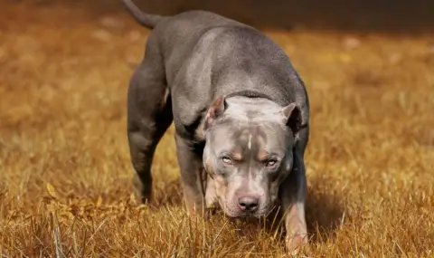 Питбул нахапа трима души и кучето им в несебърско село - 1