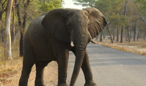 Броят на убитите слонове с цианид в Зимбабве достигна 60 - 1