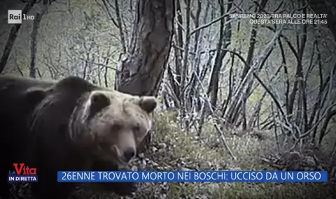 Вкарват в немски резерват мечка, убила 26-годишен планинар в Италия ВИДЕО - 1