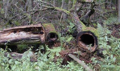 Една древна гора в Полша загива. Защо? - 1