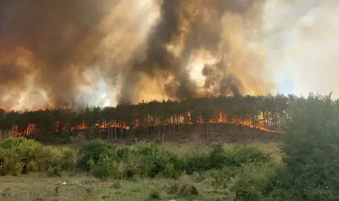 Critical situation in Southwest Bulgaria! A forest fire is burning in the region of Sandanski  - 1