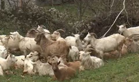 Полицията в Русе на крак заради стадо безпризорни кози - 1