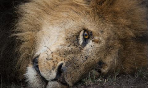 Бракониери убиха лъвове, спасени от цирк (ВИДЕО) - 1