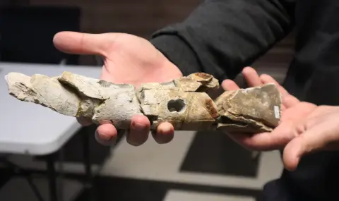 Откриха ребро на динозавър край Трън - 1