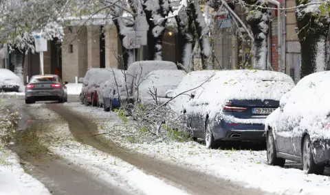 Много паднали дървета в София, снежната покривка е 35 см - 1