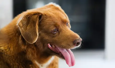 Отнеха посмъртно рекорда на Гинес на най-старото куче на света - 1