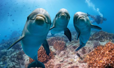 Каква е връзката между делфините и извънземните? - 1