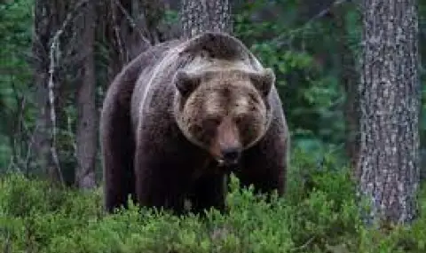 Разрешиха на Горското стопанство в Смолян да отстреля кафява мечка, нанесла щети на стопанства - 1