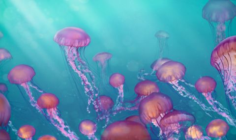 Адриатическо море се напълни с медузи - 1