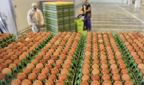 Европа в паника заради заразените яйца - 1