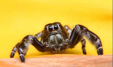 Паяци връзват партньорките си, за да не бъдат изядени  - 1