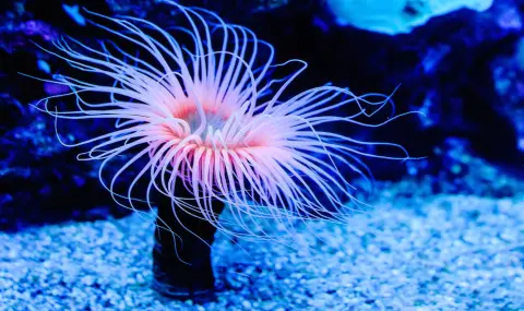 Създание от морските дълбини държи тайната на безсмъртието - 1