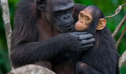 Скърбяща майка шимпанзе не се отделя от трупа на мъртвото си бебе (ВИДЕО) - 1