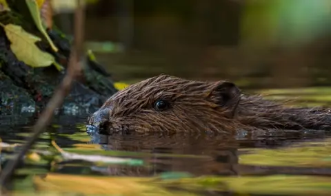 Бобър може да остави без вода 5000 души - 1