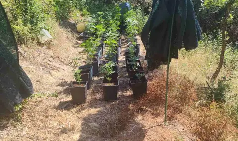 Задържаха криминално проявени софиянци, докато обгрижват канабисови растения в Свогенско - 1